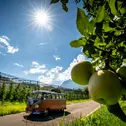 Auf Platz 2: Der Volkswagen VW Bus Samba