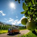 Auf Platz 2: Der Volkswagen VW Bus Samba